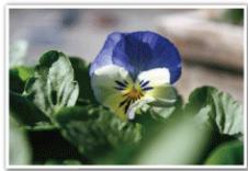 VC GZ-E200 BLACK - Effectuer des prises de vue en gros plan - 1