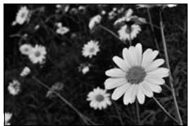 NIKON D4S - A: Auto à priorité ouverture - 1