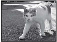 NIKON COOLPIX S3300 - Animaux domestiques - 1