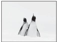 NIKON COOLPIX S6200, COOLPIX S6500 - Neige - 1