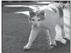 NIKON COOLPIX S6200, COOLPIX S6500 - Animaux domestiques - 1