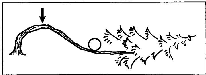 HUSQVARNA ELECTRIC 1400 - B sciage d'un arbre ou d'une branche plies préparations : - 1