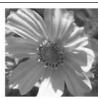CANON CP-200 - Select an image to print. - 4