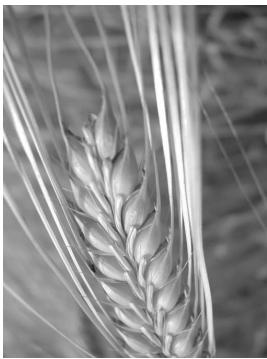 NIKON CAPTURE 4 - Rotation des images - 2
