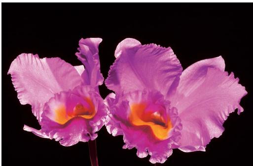 NIKON SB-600 - Close-up photography using multiple flash units (cont.) - 1