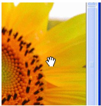 NIKON VIEW 6 - Déplacer l'image - 1