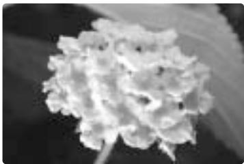 NIKON SU-800 - Dual-light close-up flash operation (one flash unit attached to the front of the lens + one held in the hand) - 1