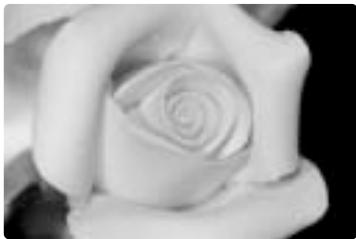 NIKON SU-800 - Dual-light close-up flash operation (one flash unit attached to the front of the lens + one remote unit bounced off the wall) - 1