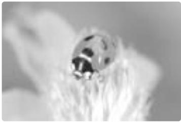 NIKON SU-800 - Close-up flash operation - 1