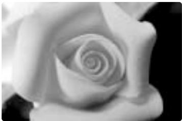 NIKON SU-800 - Dual-light close-up flash operation (one flash unit attached to the front of the lens + one held in the hand) - 4