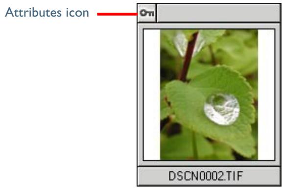 NIKON VIEW 5 - Thumbnail attributes - 1