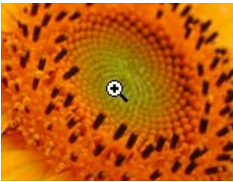 NIKON VIEW 5 - The Zoom tool button - 1