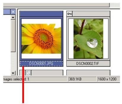 NIKON VIEW 5 - Printing Images from Nikon Browser - 1