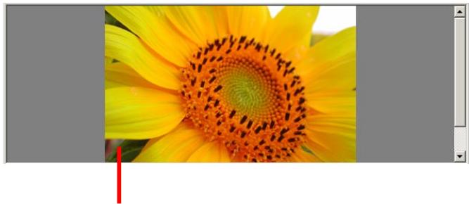 NIKON VIEW 5 - Displaying images in detail - 1