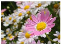 NIKON 1 J3 - Live Image Control - 7