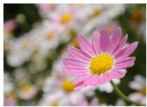 NIKON 1 J3 - Live Image Control - 8