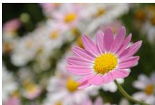 NIKON 1 J3 - A Aperture-Priority Auto - 1
