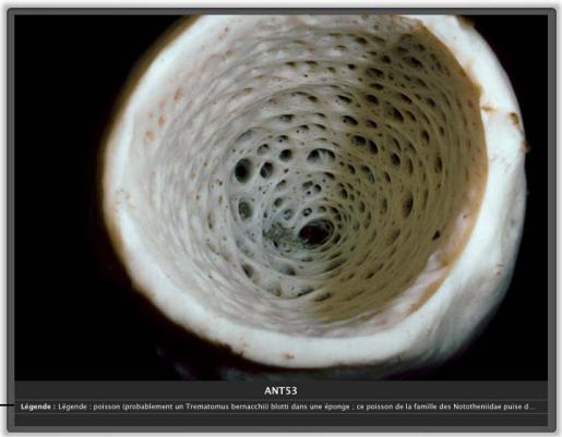 APPLE APERTURE 2.1.1 - Pour afficher les mots-clés à l'aide d'incrustations : - 2