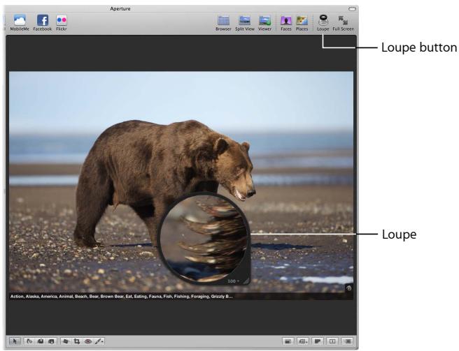 APPLE APERTURE 3 - Examine images with the Loupe - 1