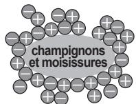 SHARP SJ-WP320T - Ioniseur "plasmacluster - 1