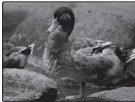 FUJIFILM FINEPIX XP170 - Correction de l'exposition - 4