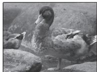 FUJIFILM FINEPIX XP170 - Correction de l'exposition - 2