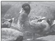 FUJIFILM FINEPIX XP170 - Correction de l'exposition - 3