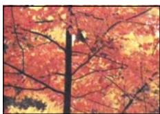 OLYMPUS P-400 - Caution - 9