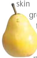 MAGIMIX LE DUO PLUS - Pear - 3