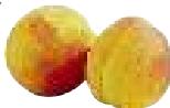 MAGIMIX DUO SALAD & JUICE - Abricot, pêche, nectarine - 4