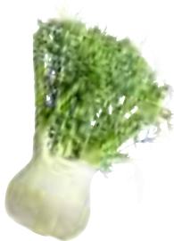 MAGIMIX DUO XL - Fennel - 4