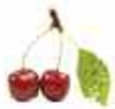 MAGIMIX DUO XL - Cherry - 1