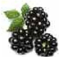 MAGIMIX DUO XL - Blackberry - 3