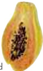 MAGIMIX DUO XL - Lettuce - 1