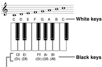 CASIO CTK-491 - Chord Names - 1