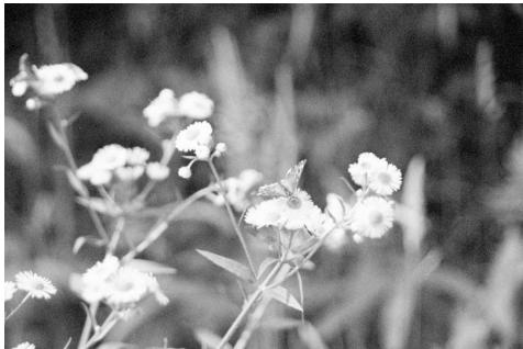 KONICA MINOLTA DIMAGE SCAN 1.1 - Digital ICE - Image Correction Enhancement - 2