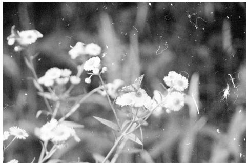 KONICA MINOLTA DIMAGE SCAN 1.1 - Digital ICE - Image Correction Enhancement - 1