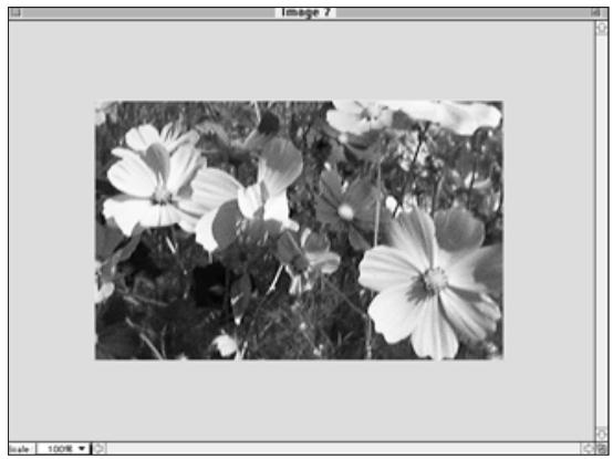 KONICA MINOLTA DIMAGE V SOFTWARE-MAC - CROPPING IMAGES - 2