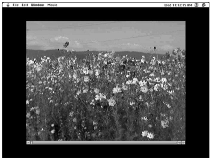 KONICA MINOLTA DIMAGE V SOFTWARE-MAC - Present Movie - 1