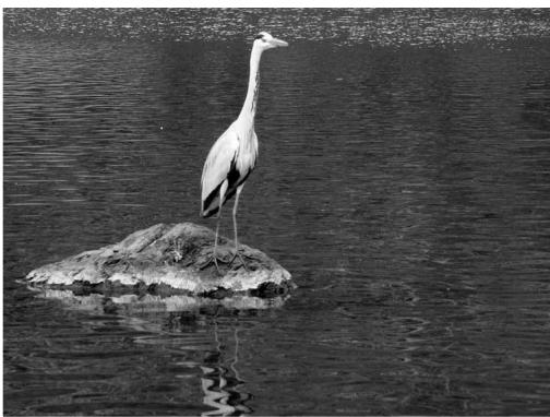 KONICA MINOLTA DIMAGE VIEWER VER2.2 - A SHORT GUIDE TO HISTOGRAM CORRECTIONS - 6
