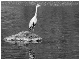 KONICA MINOLTA DIMAGE VIEWER VER2.2 - A SHORT GUIDE TO HISTOGRAM CORRECTIONS - 3