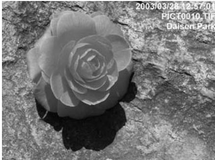 KONICA MINOLTA DIMAGE VIEWER VER2.3 - DATA IMPRINTING - 6