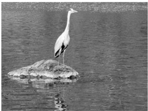 KONICA MINOLTA DIMAGE VIEWER VER2.3 - A SHORT GUIDE TO HISTOGRAM CORRECTIONS - 5
