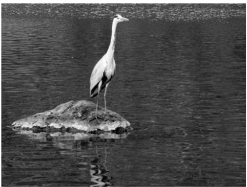 KONICA MINOLTA DIMAGE VIEWER VER2.3 - A SHORT GUIDE TO HISTOGRAM CORRECTIONS - 6