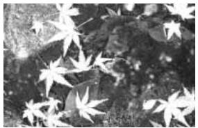 KONICA MINOLTA DIMAGE S414 - Shooting tips - 1