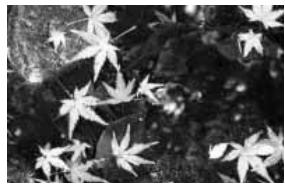 KONICA MINOLTA DIMAGE S414 - Shooting tips - 2