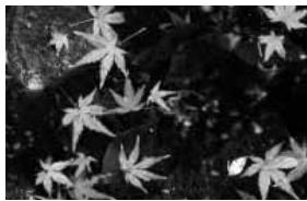 KONICA MINOLTA DIMAGE S414 - Shooting tips - 3