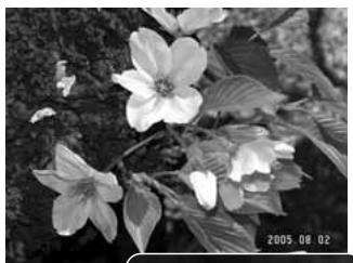 KONICA MINOLTA DIMAGE X1 - DATE IMPRINTING - 2