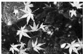 KONICA MINOLTA DIMAGE X1 - Shooting tips - 2