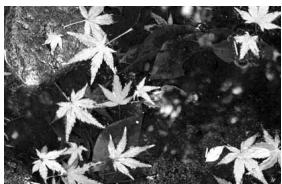 KONICA MINOLTA DIMAGE X20 - Shooting tips - 2